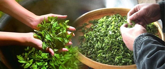 Spring refined flavored famous chinese green tea