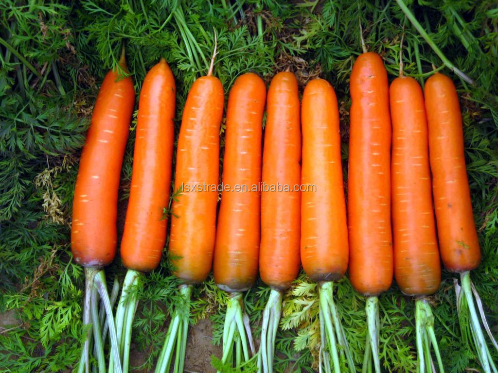 2014 new crop carrot from China (H)