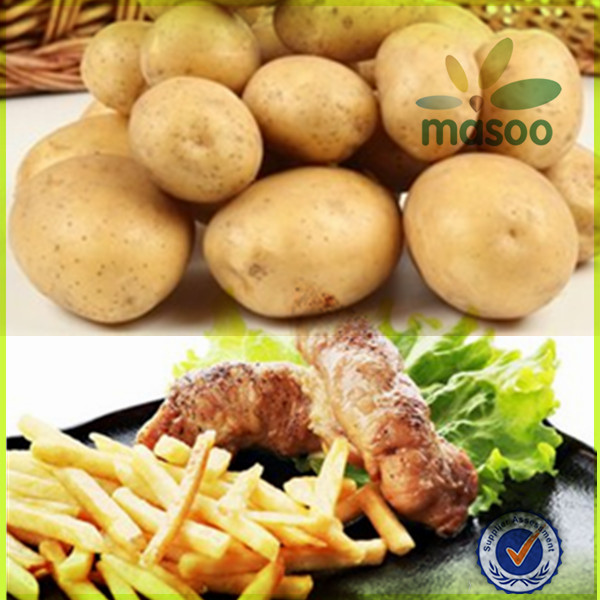 fresh holland seed potato 150-200g exporter