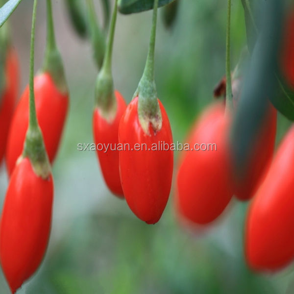 100% Good Quality Goji Berry Extraction (30% Polysaccharides)