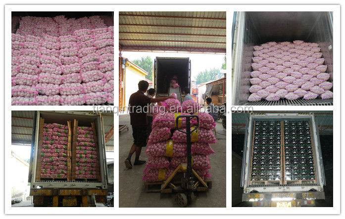 garlic price for Bangladesh