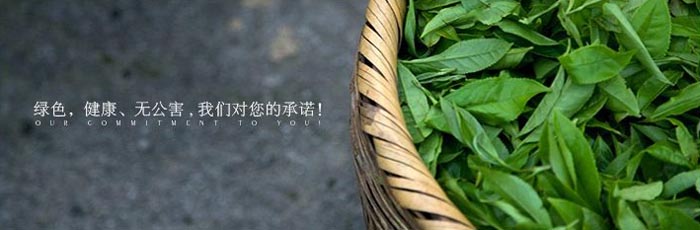 Hot herbal slimming hand made gunpowder green tea