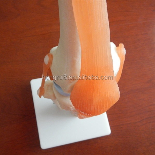 111 knee joint model (4).JPG