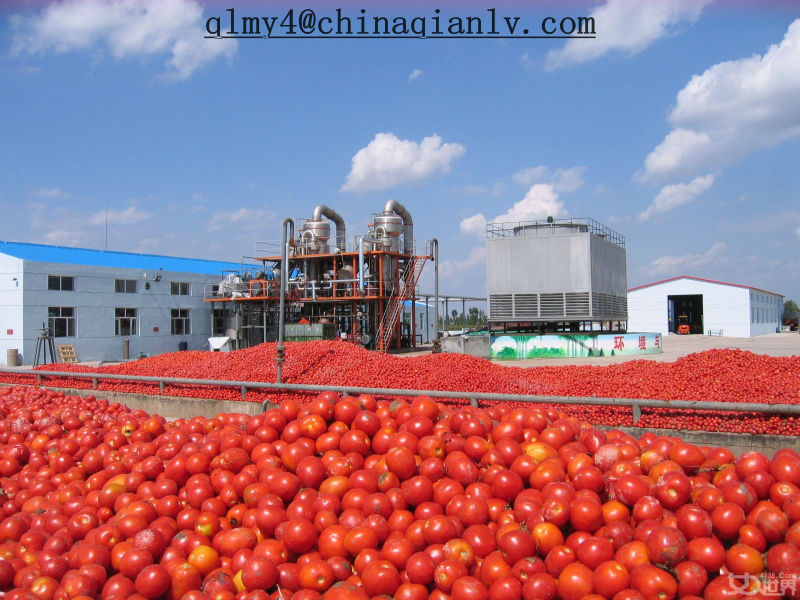 tomato paste machine