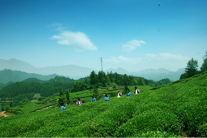 40% Tea Polyphenols for healthy or drinking black tea extract powder