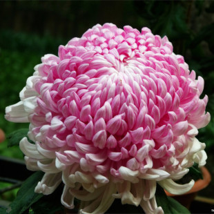 All Kinds Of Chrysanthemum Seeds Flos Mum Seeds For Planting Native to 