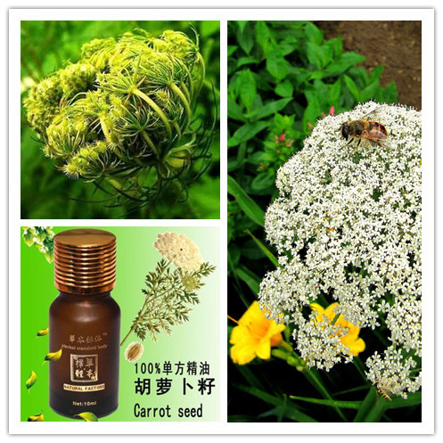 high efficient onion/cumin simmondsia chinensis/cinnamon/rhodiola rosea/ seed oil extract machine