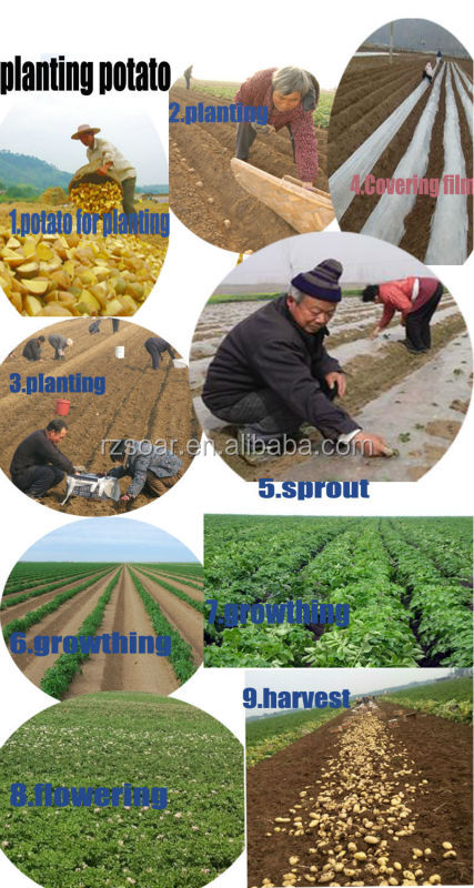 potato 7kg carton export to malaysia