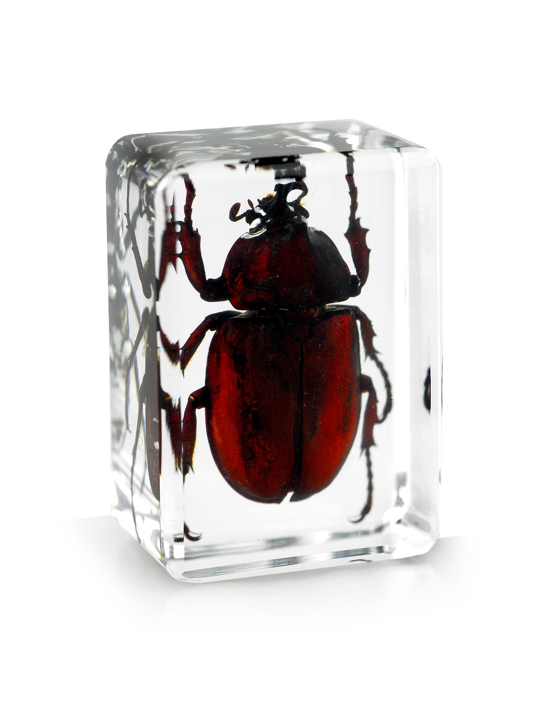 Real Scarab Beetle Epoxy Amber Resin Cabochon Amulet child - Inspire Uplift