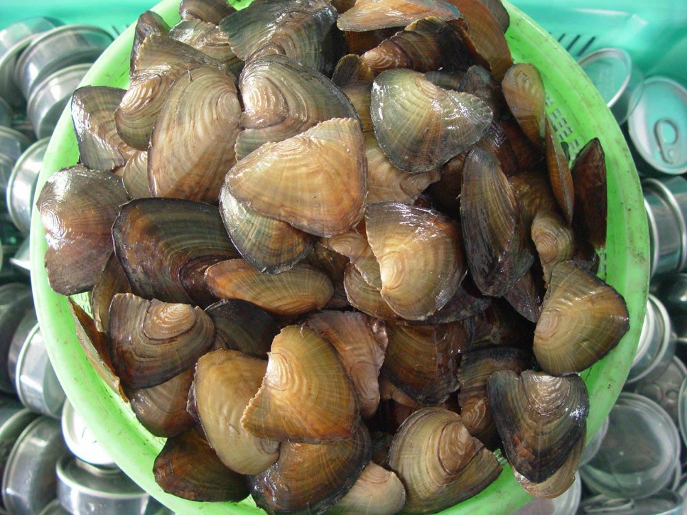 mussels.jpg