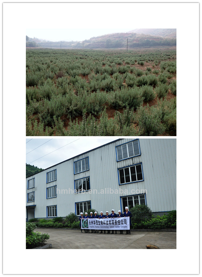 gmp manufacturer supply 100% natural bilberry extract powder anthocyanidin, blueberry powder