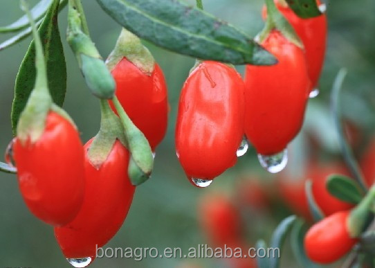 NingXia Goji Berry machine clean Dried berry