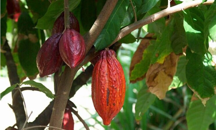 Top Quality 10% Theobromine Cocoa Extract /Theobroma cacao L