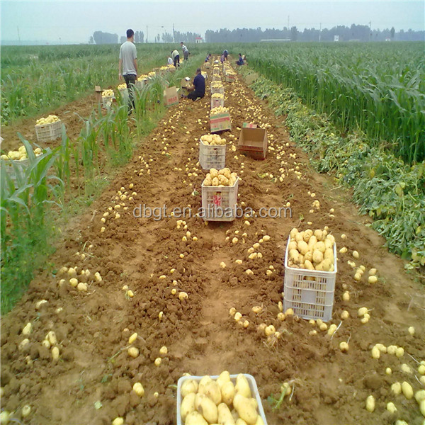 packing mesh bag of fresh potato