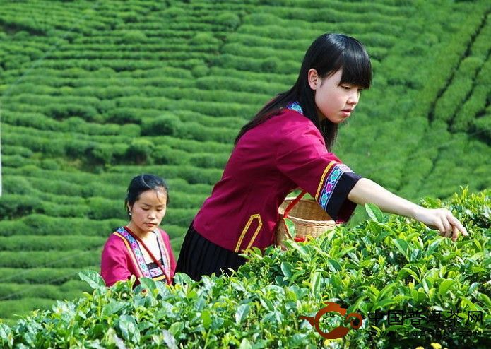 High quality time honored ripe puer tea