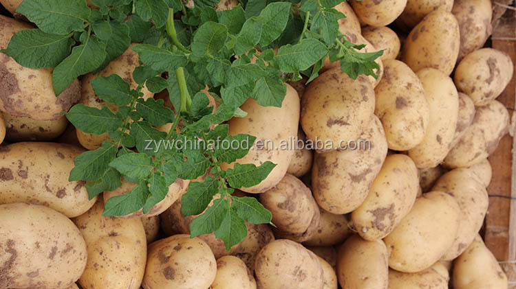 2014 New Crop Low Prices High Quality Supplier of Chinese Fresh Potato