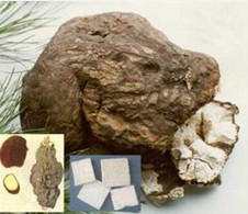 Indian Bread Extract / Poria cocos mushroom Polysaccharides