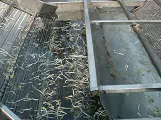 Bean-sprout washing machine I