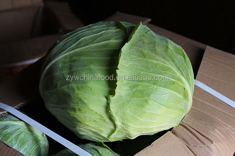 2014 Fresh Cabbage / Green Cabbage With High Quality Enjoying High Reputation