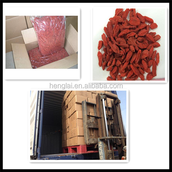china goji berries/fresh dried goji berry/medlar