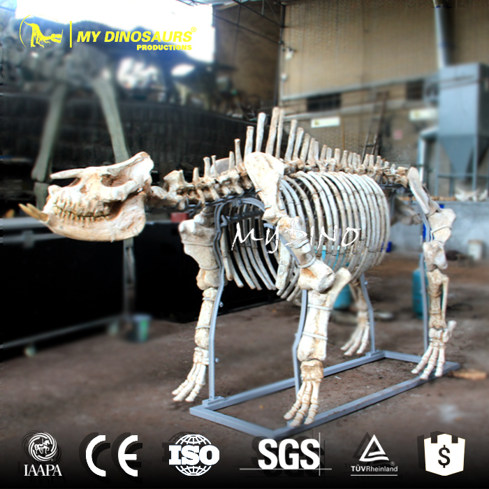 Chilotherium Skeleton.jpg