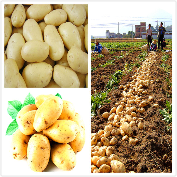 fresh onion and potato on hot sale