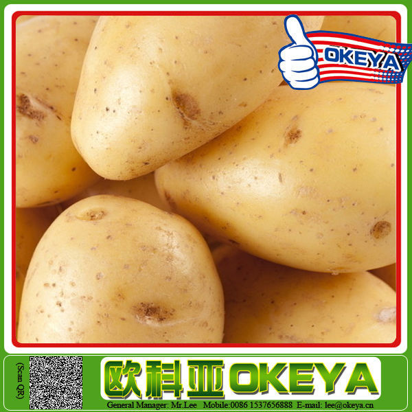 wholesale seed potato suppliers