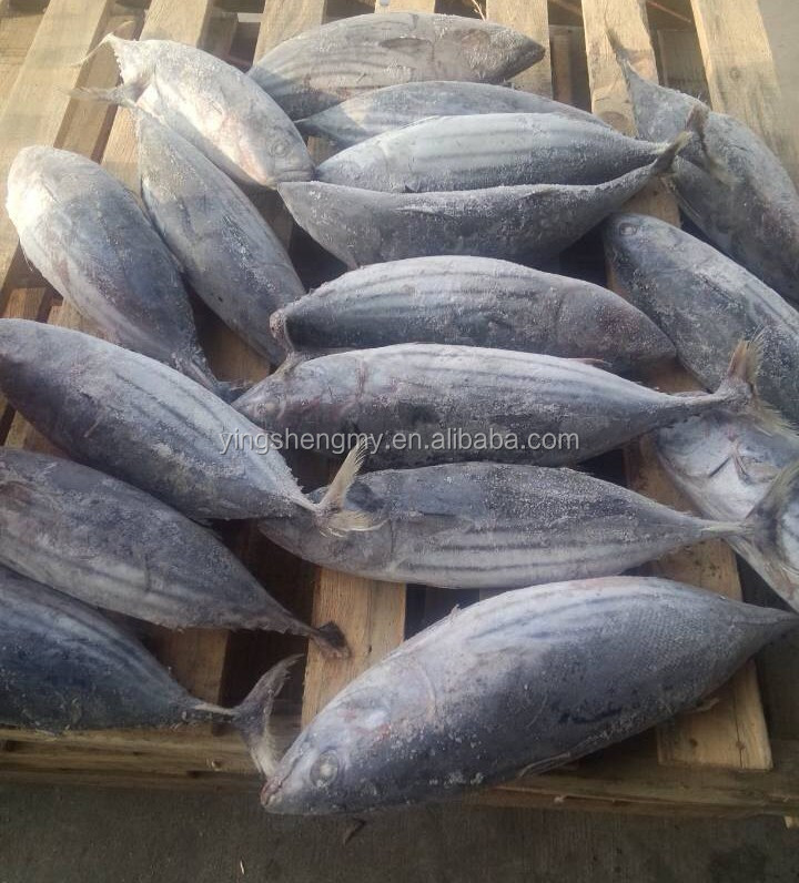 longline tuna fishing frozen skipjack tuna