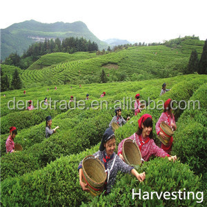 all types of best green tea essence