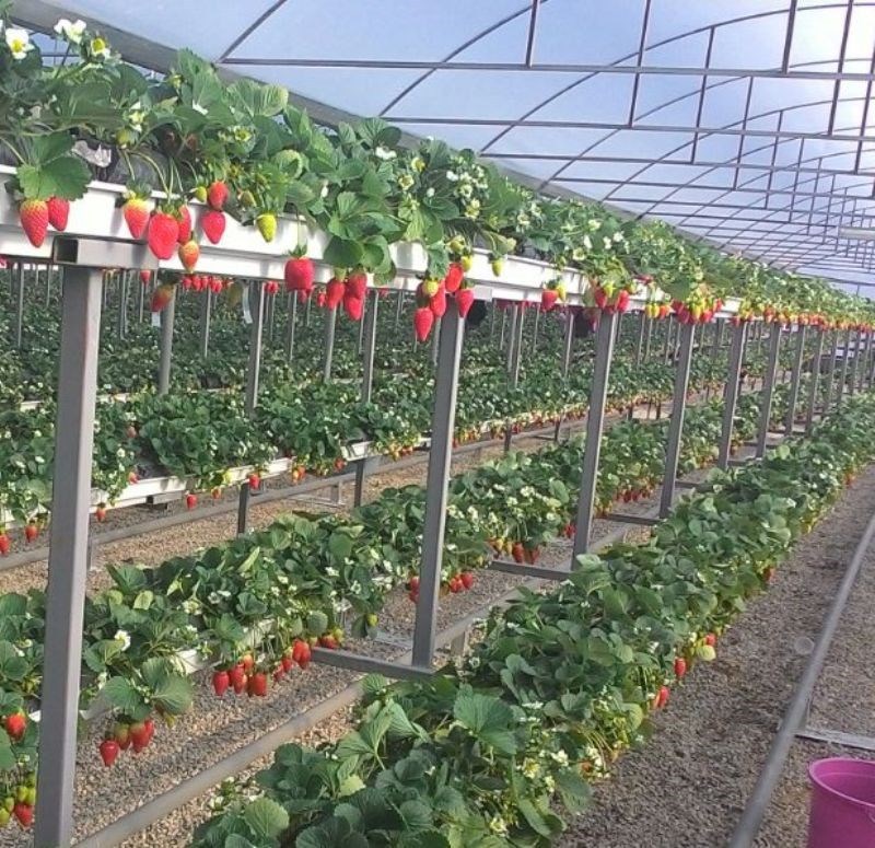 Hydroponic Strawberry For Gutter Buy Strawberry Plants For Sale Product on