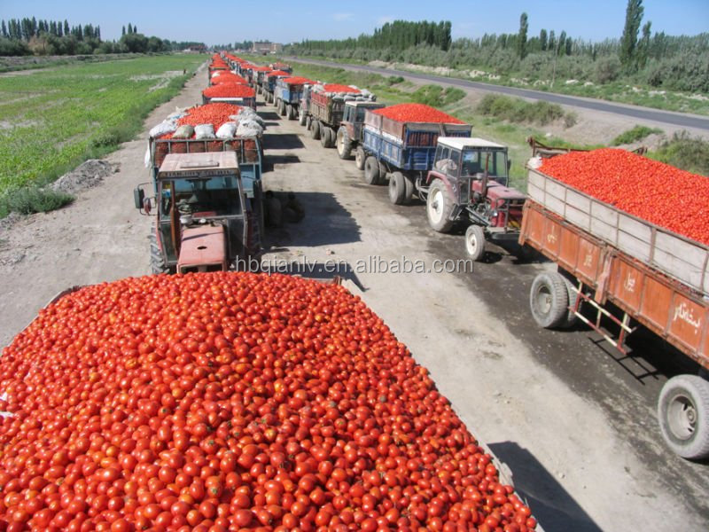 bulk tomato paste /ketchup/tomato sauce in drum