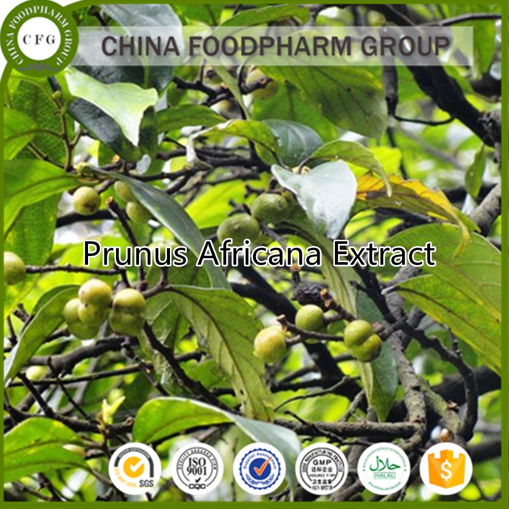 Natural Prunus Africana Extract,Pygeum Africanum Extract Buy Pygeum