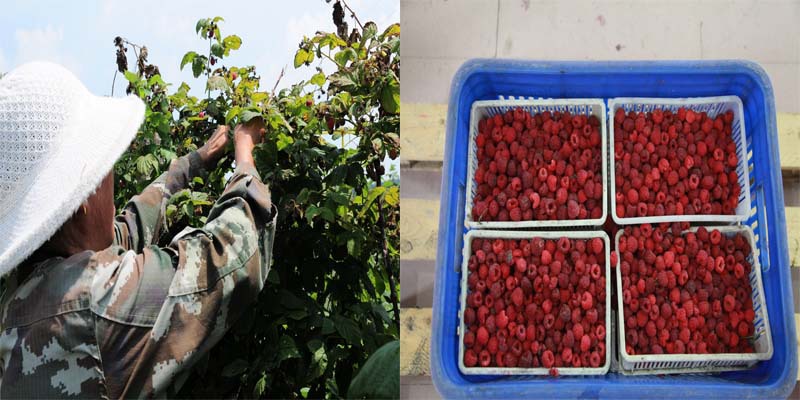 haccp frozen raspberry china