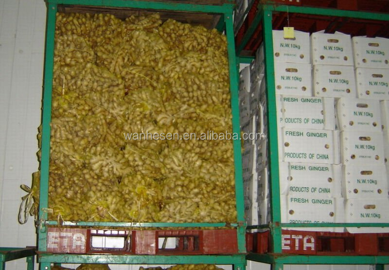 US export standard ginger factory export directly