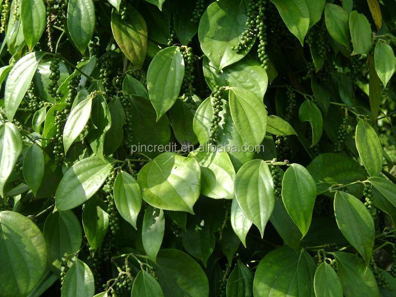 Water-soluble black pepper extract pure piperine powder piperine
