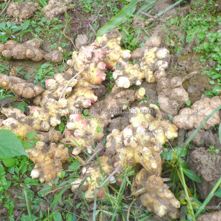 Various Specification dry ginger