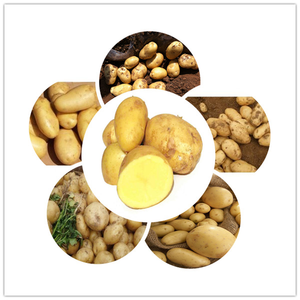 High starch content of fresh potatoes from China