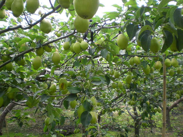 2014 Fresh Pear Farm Directly Supply