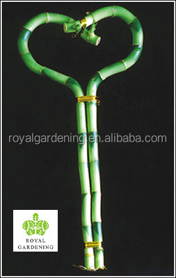 heart shaped bamboo 2.jpg
