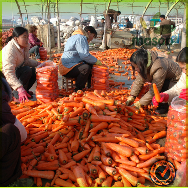 export 2014 Fresh Carrot with high quality