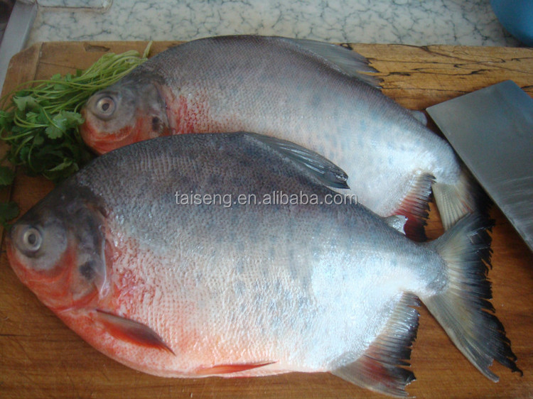 Frozen Fish Suppliers Fresh Red Pomfret Red Pacu Fish Buy High