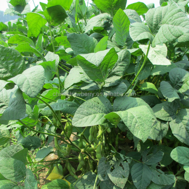 IQF GREEN SOYBEAN Frozen Edamame