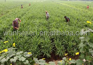 air dry ginger - best price from China