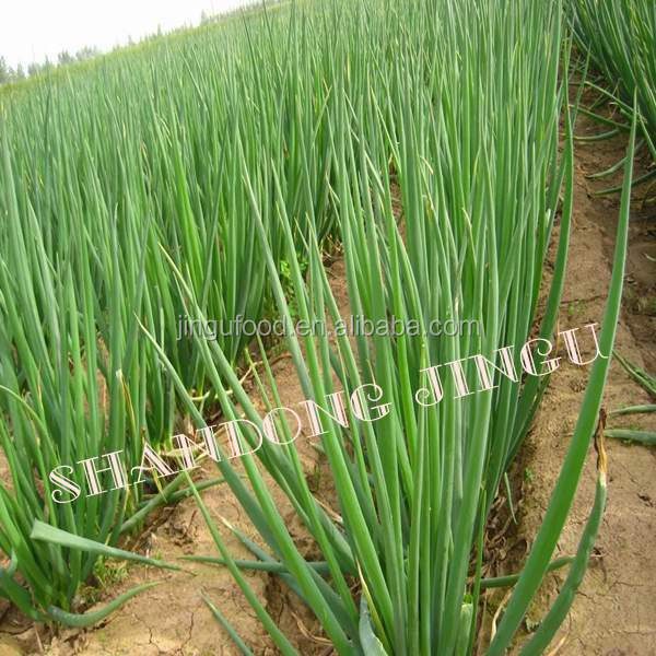 Wholesale Cheap High Quality Freeze Dried Onion