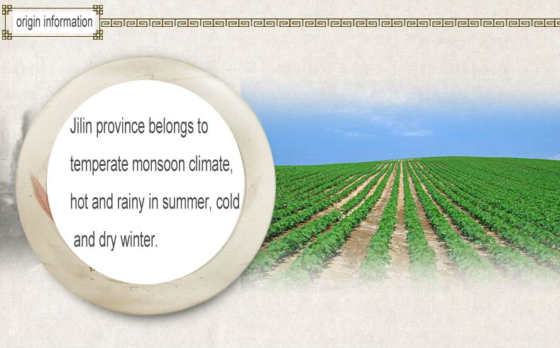 Dry high quality bulk myanmar green mung bean with a good price
