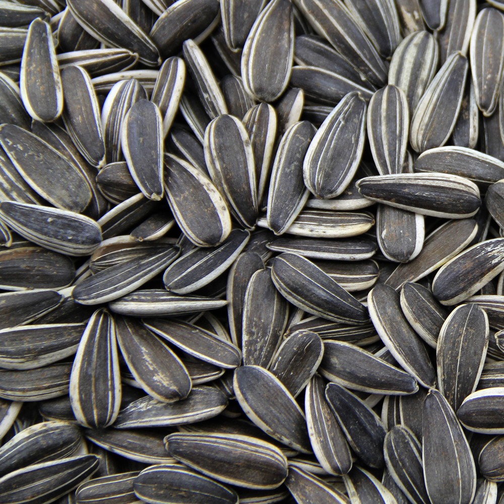 Edible Confectionary Sunflower Seeds Kernels Without Shell For American