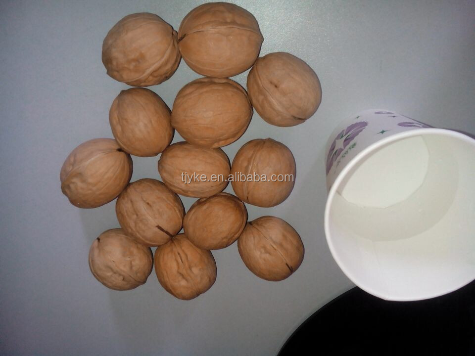 walnut in shell YKE-WS1