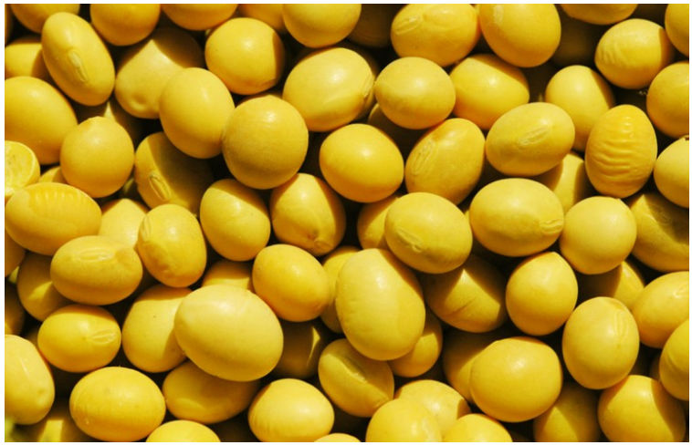 Refined soybean oil--most competitive market price