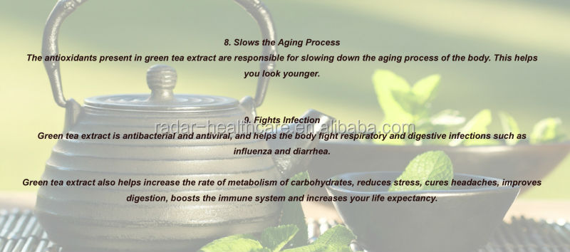 Bulk pure decaffeinated Fresh Green Tea Extract egcg powder