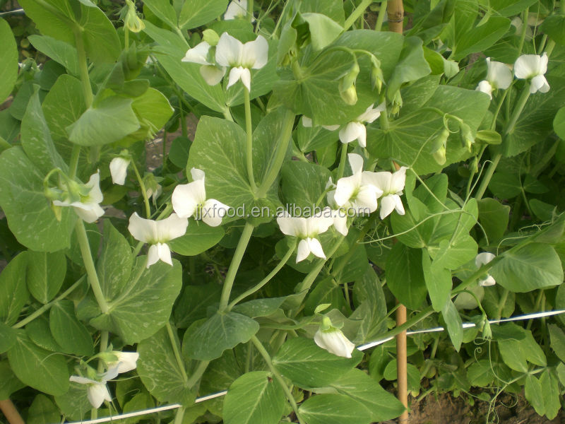 newest crop iqf frozen snow pea pods